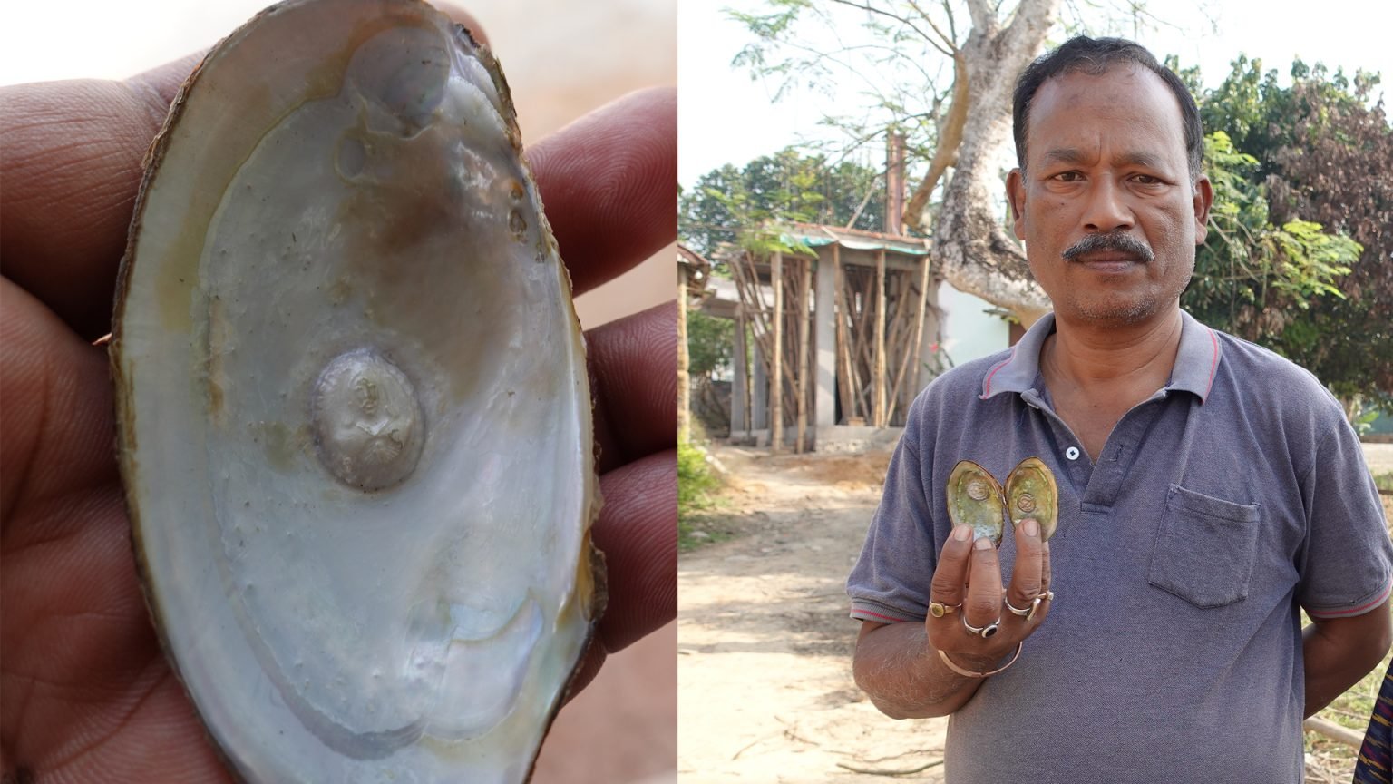 Pearl farming in Tripura