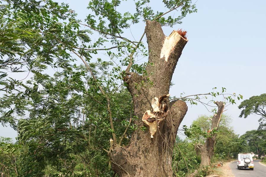 50 years old trees cut down in Tripura