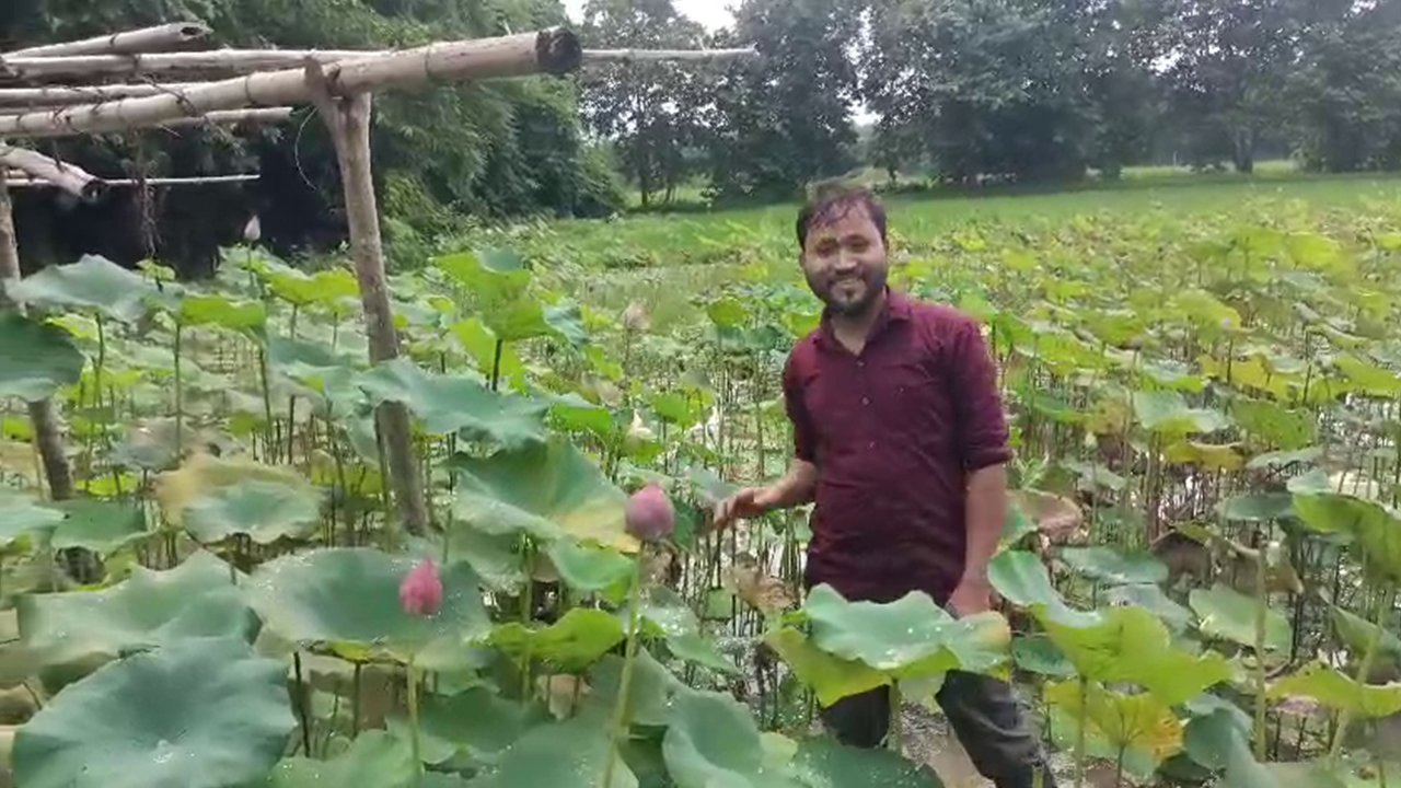 Lotus Farming