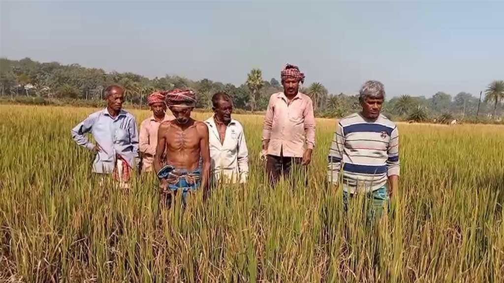 Sonamura Farmer News