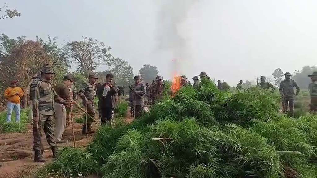 Kalamcoura Ganja News