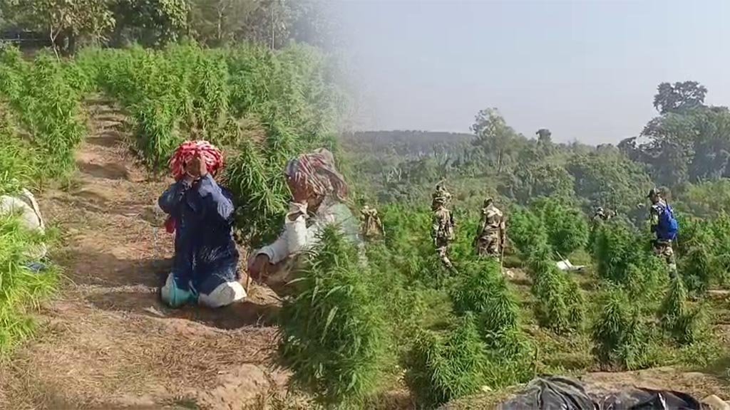 Kalamchoura Ganja News