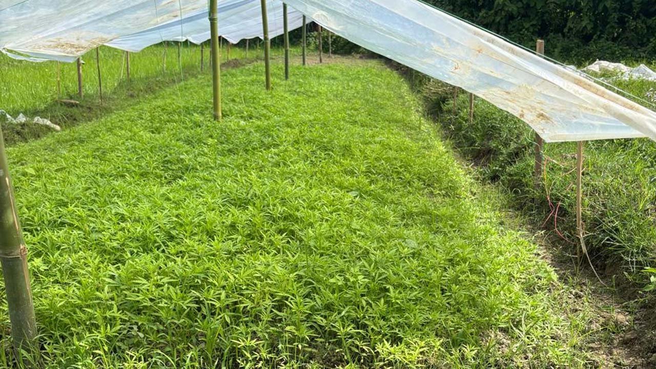 নেশামুক্ত ত্রিপুরার লক্ষ্যে বড় সাফল্য, মোহনপুরে ধ্বংস ২৫ লক্ষ গাঁজা চারার নার্সারি